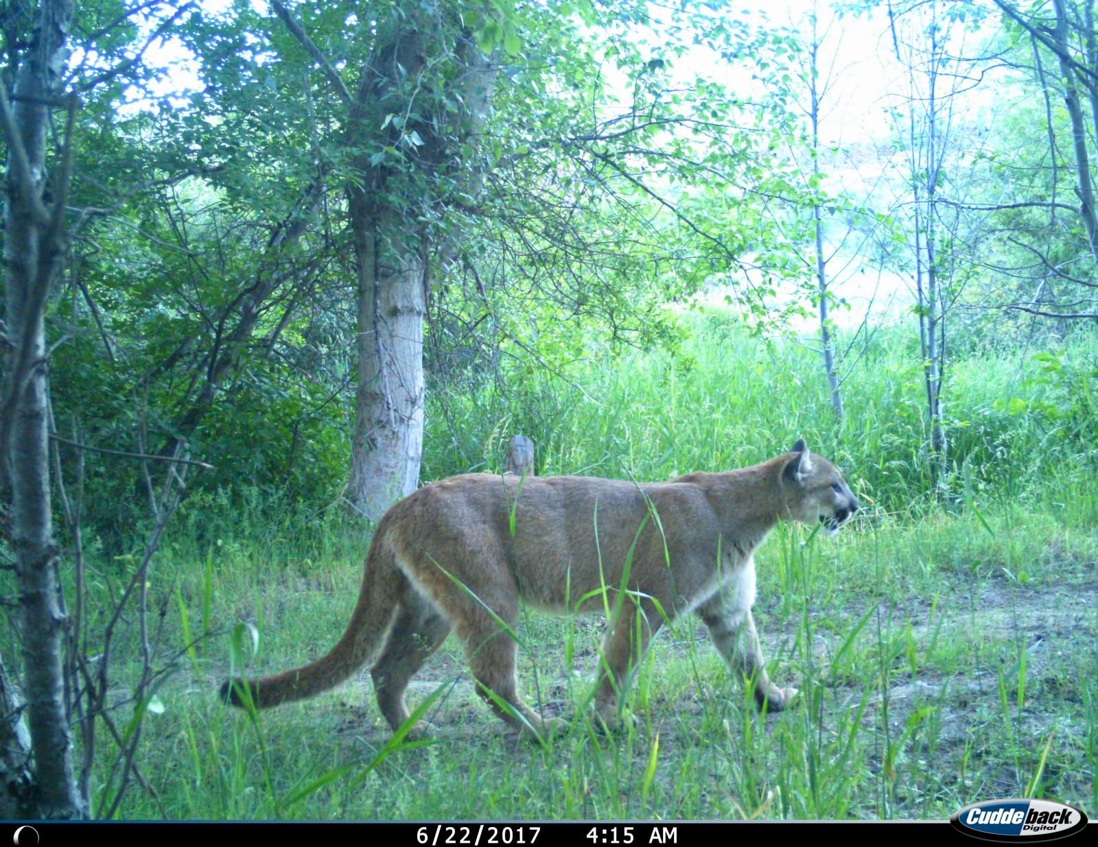 A cougar in the woods